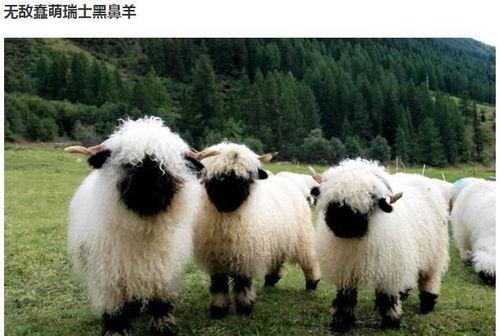 今日吃瓜 黑料网三只羊