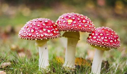 吃瓜黑料蘑菇视频下载