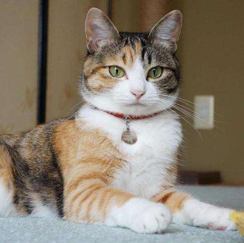 吃瓜抖音山猫无名黑料,吃瓜群众热议的无名黑料事件